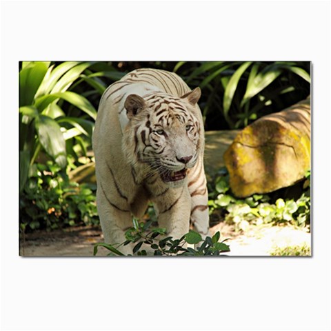 Tiger 2 Postcard 4 x 6  (Pkg of 10) from ArtsNow.com Front