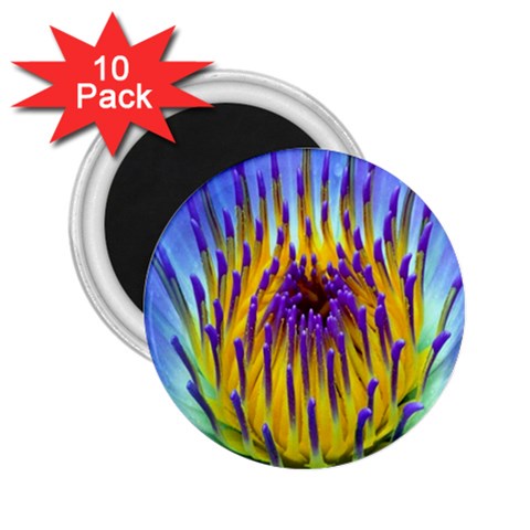 Water Lily 2.25  Magnet (10 pack) from ArtsNow.com Front