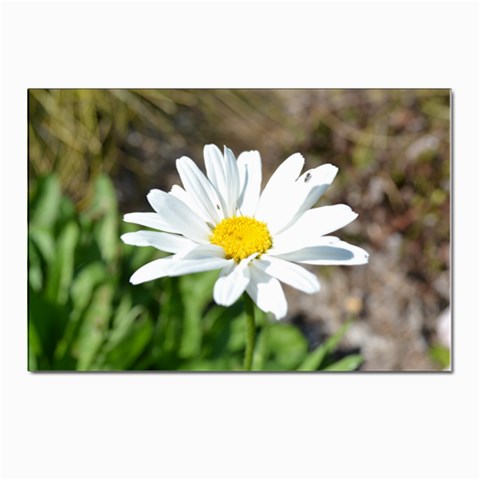 Daisy Postcards 5  x 7  (Pkg of 10) from ArtsNow.com Front