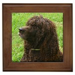 Irish Water Spaniel Dog Framed Tile