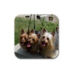 Silky Terrier Dogs Rubber Square Coaster (4 pack)