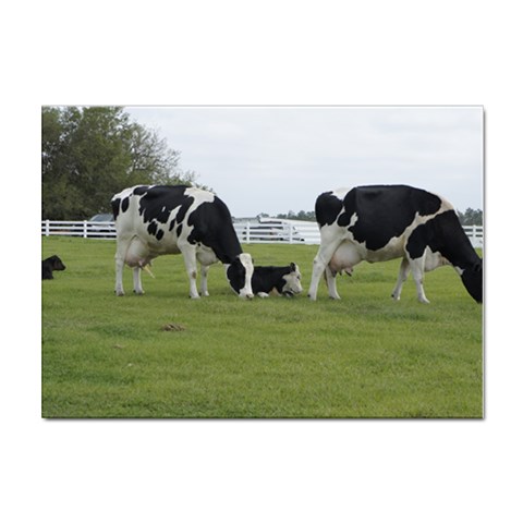 Dairy Farm Sticker A4 (10 pack) from ArtsNow.com Front