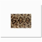 Snake Print	Prints 8  x 10 