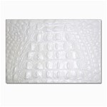 Ll Alligator White Postcard 4 x 6  (Pkg of 10)