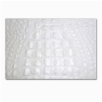 Ll Alligator White Postcards 5  x 7  (Pkg of 10)